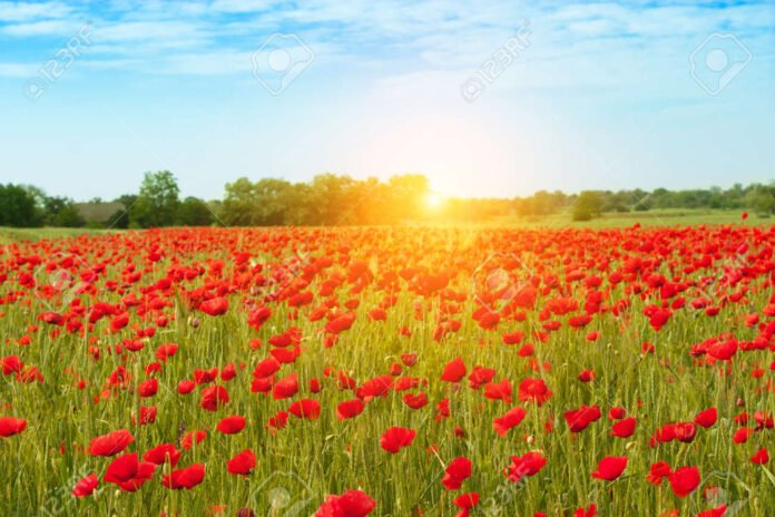183629852-field-of-bright-red-poppy-flowers-on-the-background-of-hot-summer-sun-and-blue-sky-with-white-clouds