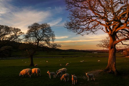 199049653-pastoreio-de-ovelhas-pastando-à-noite Uma ovelha sozinha num campo vasto, com luz suave do amanhecer ou entardecer. Um cenário de pastagem verde e tranquila, transmitindo cuidado, segurança e presença. Evitar textos ou frases na imagem.