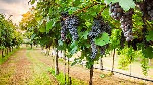 download (3) videira galhos frutos natureza conexão” (foto de uma videira cheia de ramos e frutos, simbolizando permanecer em Cristo)