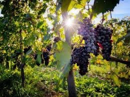 download (6) videira com ramos frutíferos sob a luz do sol