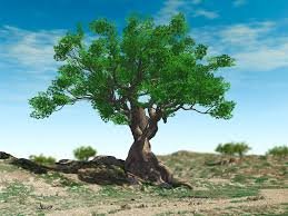 parabola-figueira figueira seca em contraste com uma figueira frutífera sob a luz do sol” (posso gerar no tamanho 1200x630).