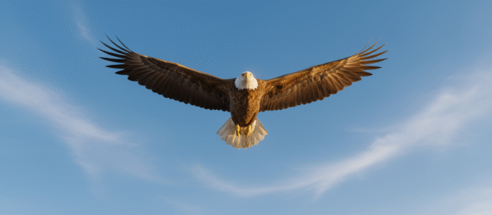 Águia voando alto Águia voando alto no céu, representando renovação e liberdade em Deus.