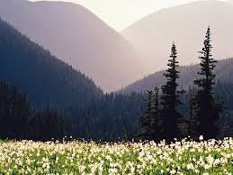 download (27) Campo de lírios brancos sob luz suave, representando a provisão e a paz do Senhor.