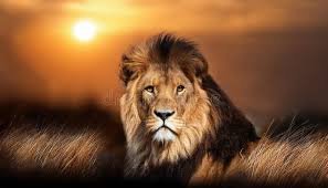 download (49) leão em posição serena, destacando força e firmeza espiritual